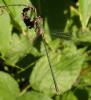 Chalcolestes viridis